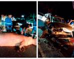 Así terminó el hipopótamo involucrado en el accidente de tránsito ocurrido el pasado 11 de abril. FOTO: cortesía.