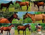 Fueron once los caballos rescatados. Sin embargo, a dos se les tuvo que aplicar la eutanasia y el otro será sometido a una intervención quirúrgica. FOTOS: CORTESÍA