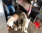 Los perros tenían problemas en la piel, desnutrición y afectacones en los ojos y dientes. FOTO DE REFERENCIA Cortesía
