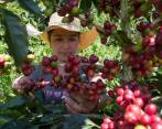 A octubre, las exportaciones de café sumaron US$3.748 millones. FOTO MANUEL SALDARRIAGA