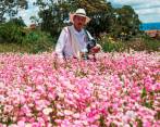 Colombia es el principal proveedor de flores para Corea del Sur, así lo informó Procolombia. Foto: Manuel Saldarriaga. 