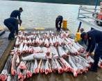 Durante 2022 la Armada ha incautado 7.4 toneladas de especies cuya pesca está prohibida. FOTO ARMADA NACIONAL 