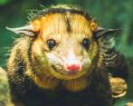 Zarigüeya: habitante del Valle de Aburrá que debemos proteger