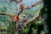 Mateo Giraldo, director del proyecto Grandes Rapaces Colombia instalando una cámara trampa cerca de un nido para monitorear las águilas. Foto cortesía Proyecto Grandes Rapaces Colombia.