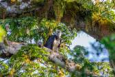 Los machos son 20 % más pequeños que las hembras. Foto Cortesía Proyecto Grandes Rapaces Colombia. 