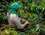 Para estas nuevas tasas, el Banco Agrario estima colocar en el próximo año más de $3 billones. FOTO: Camilo Suárez.