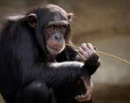 El ritmo actual de deforestación y la emergencia climática pone en peligro a la mayoría de las especies de primates. FOTO PIXABAY.