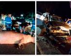 El accidente del hipopótamo se registró a dos kilómetros de la entrada a la Hacienda Nápoles y el animal no pertenecía a este parque temático. FOTOS: CORTESÍA
