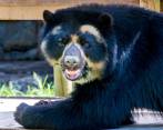 El Nudo de Paramillo, en Peque, quedó confirmado como un lugar donde habita el oso andino. FOTO juan antonio sánchez y arriba imagen tomada de la cámara trampa.