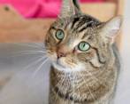 Las personas deben hacer un informe sobre las actividades realizadas con los gatos durante el día. FOTO EFE