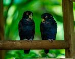 Las aves tiene su espacio acondicionado en este lugar. FOTO Camilo Suárez