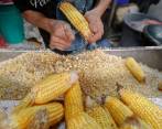 Según la FAO, en arepas, mazamorra, tortas y crispetas, cada colombiano consume 30 kilos de maíz por año, lo que representa el 9% de la energía diaria de la dieta. Foto: Donaldo Zuluaga