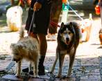 En las calles es donde más peligro hay de contagio, por lo que hay que tener cuidado al pasear los perros. FOTO carlos velásquez