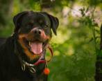 Los perros potencialmente peligrosos, en Colombia, deben estar con correa y bozal siempre. FOTO: PIXABAY