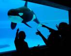 Organizaciones animalistas piden que se sancione al acuario que tuvo en cautiverio a Kiska. FOTO CORTESÍA ANIMAL JUSTICE 