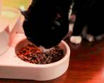 Un gato comiendo concentrado. Foto: Esneyder Gutiérrez