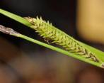 Primer plano de las partes reproductivas (inflorescencias conocidas como espigas) de la especie recién descrita, Carex quixotiana. FOTO Europa Press / Modesto Luceño
