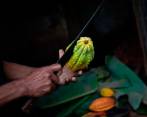 Hombre corta cacao para extraer semillas. El chocolate es un producto de origen americano. Foto: Efe.