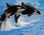 Los investigadores que han estudiado el comportamiento de las ballenas dicen que este cambio puede deberse a un trauma previo de una orca hembra. FOTO: Pexels