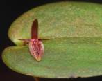 Esta es la Pleurothallis franciana. Foto Mario Sierra Ariza