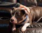 Ante los fuertes ruidos de la pólvora, cuidadores pueden transmitir tranquilidad a sus mascotas a través de actividades que llamen su atención. FOTO SHUTTERSTOCK