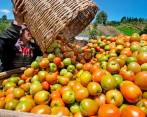 El 85% de la producción de alimentos colombianos proviene de pequeños productores. Foto: Juan Antonio Sánchez