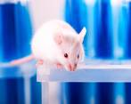Analizaron la incidencia de la enfermedad según la variante. Por ahora, este tipo de estudios (que acercan al conocimiento detallado del virus) no pueden hacerse en humanos. FOTO GETTY
