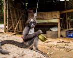  La tenencia ilegal de fauna silvestre sigue siendo uno de los problemas ambientales más graves en Antioquia. En la imagen un primate de la especie Ateles hybridus, fotografiado en zona rural del municipio de Segovia en 2019. FOTO: ESTEBAN VANEGAS LONDOÑO