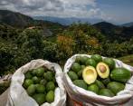El cultivo y producción de aguacate es uno de los sectores que atrae inversiones al campo. FOTO Edwin Bustamante