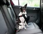 Perro con un arnés de pecho en el asiento trasero de un carro. Foto: Getty