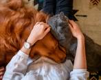 Tanto perros como gatos requieren cuidados especiales y mucha responsabilidad de quien está a su cargo. FOTO sstock