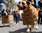 La mascota se recupera de las heridas que recibió en un acto de intolerancia. Imagen de referencia. FOTO: COLPRENSA
