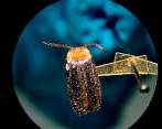 Las luciérnagas han sido poco estudiadas en Colombia y en el SiB hay un registro de 98 especies de luciérnagas que habitan el territorio. FOTO Cortesía