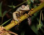 Este descubrimiento amplía la diversidad de anfibios de la región ecuatoriana. Los investigadores continúan la investigación de otras dos especies encontradas de los géneros Pristimantis y Epicrionops. FOTO: CORTESÍA