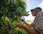 El aguacate hass, uno de los productos con más potencial en EE. UU. FOTO EDWIN BUSTAMANTE