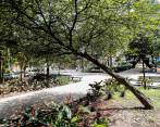 Conozca el árbol nativo de Medellín que está en vía de extinción