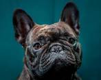 Bulldog francés. Foto Getty