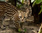 El ocelote es un felino pequeño y tímido que suele alimentarse de mamíferos de menos de 1 kilogramo de peso. FOTO ARCHIVO EL COLOMBIANO 