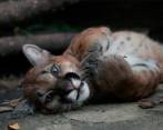 Este fue el puma concolor rescatado en Ciudad Bolívar mientras vivía en un hogar de paso en San Jerónimo. Foto: Corantioquia