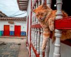 Un gato con acné. Foto Juan Antonio Sánchez