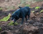 Video | La conmovedora historia de Jacob, el perro que busca a su familia en deslizamiento de Ecuador