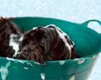 Mientras que los perros necesitan un baño cada 21 días, los gatos no necesitan uno, sin embargo, ambos deben ser peinados constantemente. Foto: Pixabay