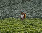 Con la Unidad contra la Deforestación, la Fiscalía busca judicializar con mayor efectividad los delitos ambientales, que en 2020 dejaron 171.685 hectáreas deforestadas. FOTO manuel saldarriaga
