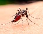 La vacuna fue probada con éxito en ratones. Foto: Shutterstock
