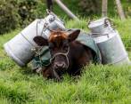 La SIC recibió denuncias - algunas de ellas anónimas - por la supuesta adición de lactosuero a la leche entera higienizada UAT. FOTO Jaime Pérez
