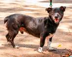 El 40% de los esterilizados este año han sido perros. Foto: Cortesía Área Metropolitana. 