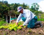 En granjas de San Cristóbal y San Antonio se cultivan semillas para huertas caseras de las familias de los corregimientos. FOTO cortesía