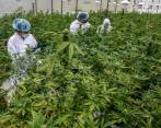 Expertos en política pública sobre sustancias psicoactivas señalan que estas decisiones representan un avance para la fabricación de alimentos con marihuana y su formalización. FOTO Juan Antonio Sánchez