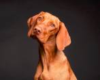 Los animales de apoyo emocional y los animales de asistencia sirven para diferentes cosas. Foto: Pixabay. 