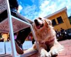 La subcategoría de comida para perros presentó un incremento de 19%, mientras que la de gatos tuvo un aumento de 30%. FOTO Colprensa.